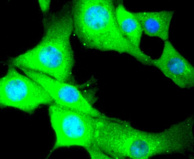 MYLK Antibody in Immunocytochemistry (ICC/IF)