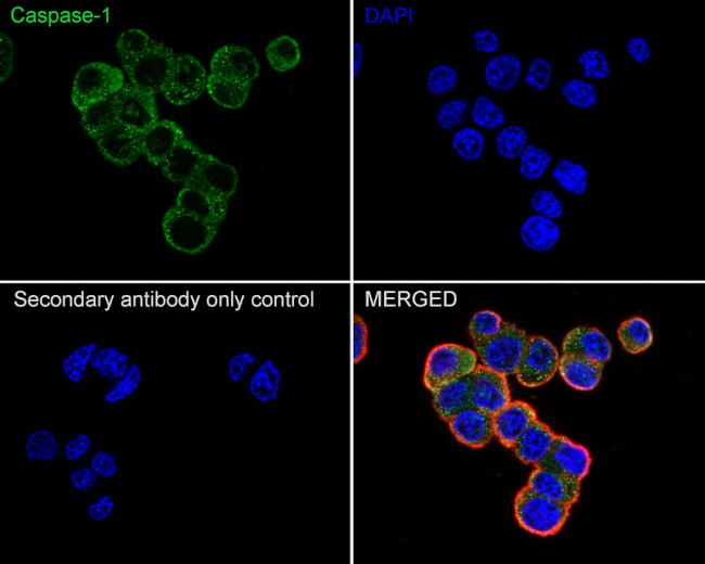 Caspase 1 Antibody in Immunocytochemistry (ICC/IF)