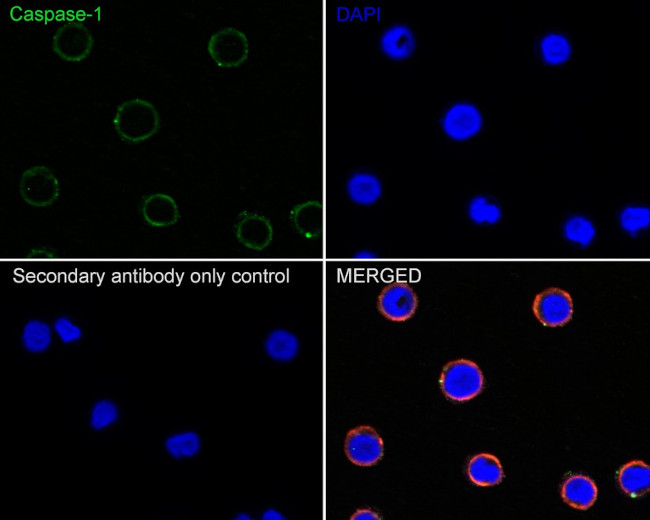 Caspase 1 Antibody in Immunocytochemistry (ICC/IF)