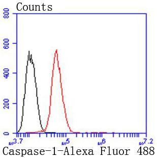 Caspase 1 Antibody in Flow Cytometry (Flow)