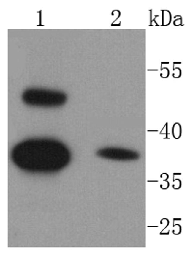 Caspase 1 Antibody in Western Blot (WB)