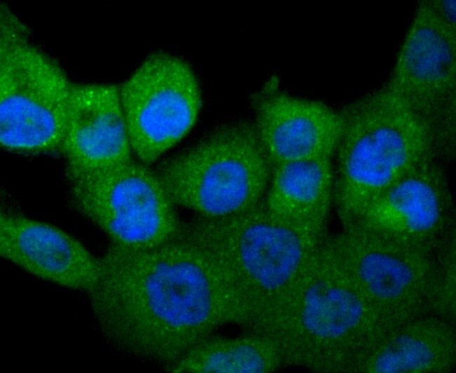 M-CSF Antibody in Immunocytochemistry (ICC/IF)