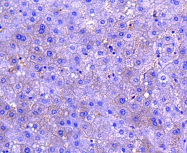 M-CSF Antibody in Immunohistochemistry (Paraffin) (IHC (P))