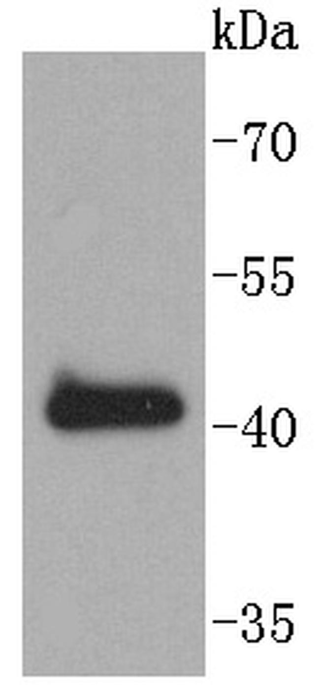 SOX18 Antibody in Western Blot (WB)