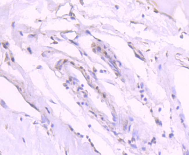 Phospho-GATA3 (Ser308) Antibody in Immunohistochemistry (Paraffin) (IHC (P))