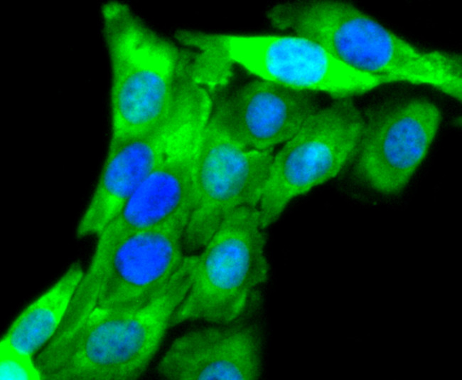 Aurora A Antibody in Immunocytochemistry (ICC/IF)