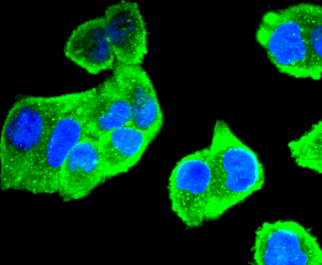 Aurora A Antibody in Immunocytochemistry (ICC/IF)