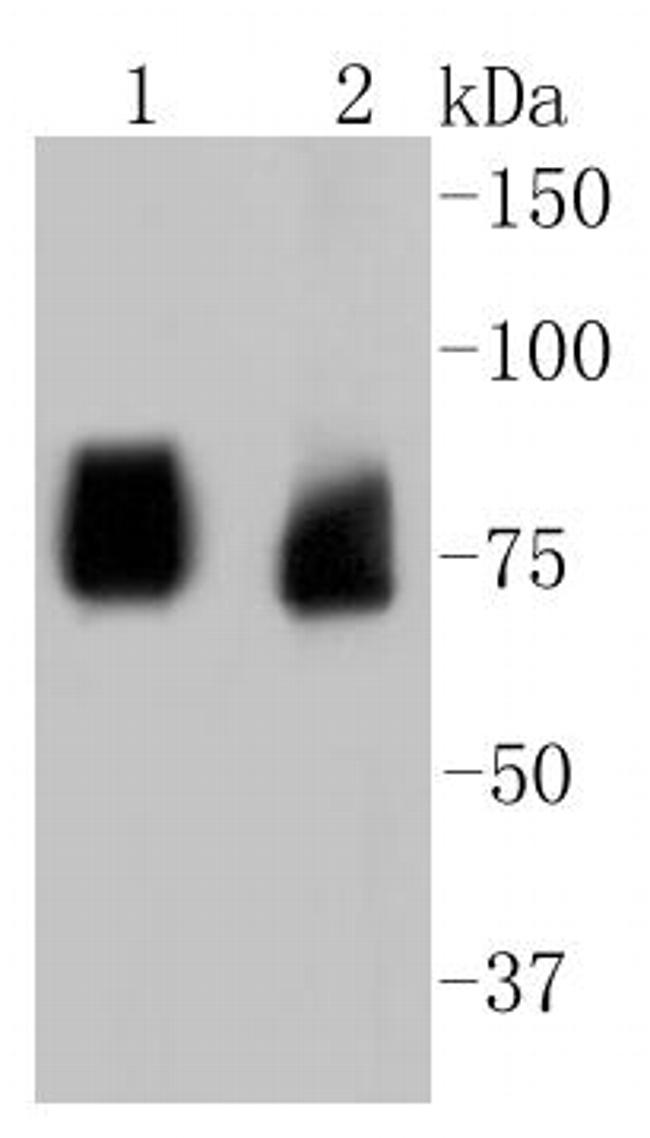 ASH2L Antibody in Western Blot (WB)