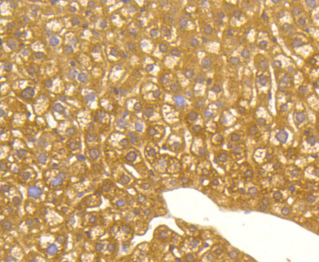 LC3A Antibody in Immunohistochemistry (Paraffin) (IHC (P))