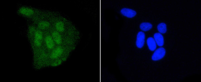 DGCR8 Antibody in Immunocytochemistry (ICC/IF)