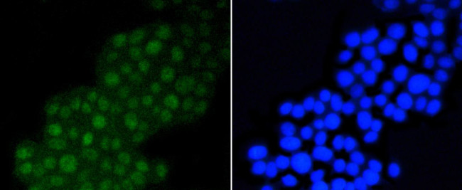 DGCR8 Antibody in Immunocytochemistry (ICC/IF)