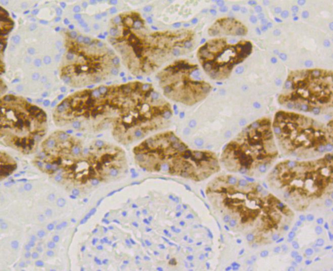 Lysozyme Antibody in Immunohistochemistry (Paraffin) (IHC (P))