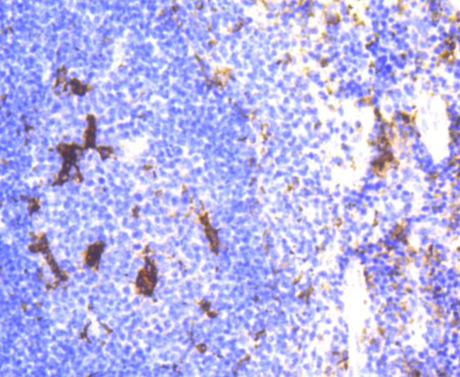 Lysozyme Antibody in Immunohistochemistry (Paraffin) (IHC (P))