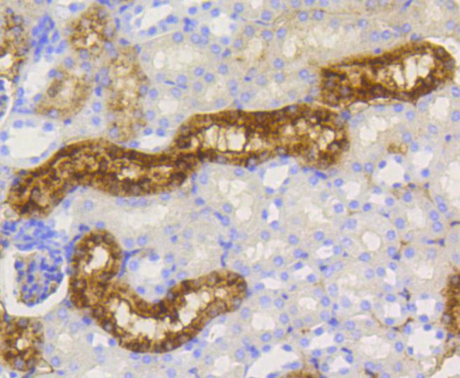 Lysozyme Antibody in Immunohistochemistry (Paraffin) (IHC (P))