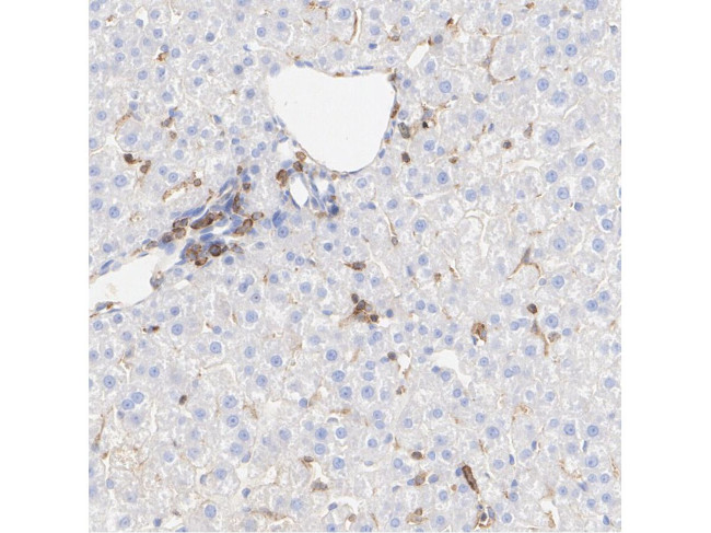 Vitronectin Antibody in Immunocytochemistry (ICC/IF)