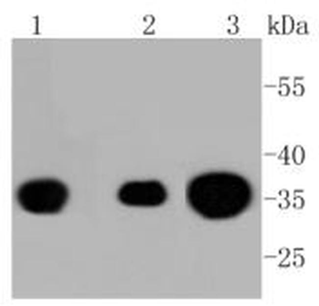 Phospho-PP2A alpha (Tyr307) Antibody in Western Blot (WB)