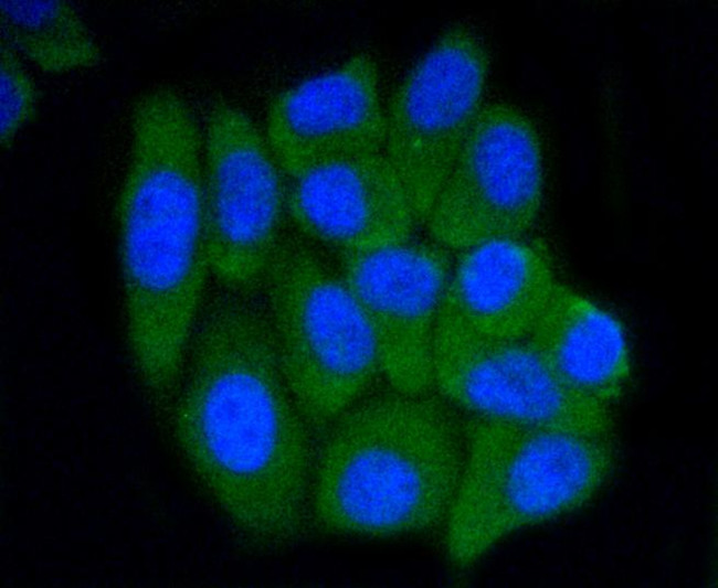 PRMT5 Antibody in Immunocytochemistry (ICC/IF)