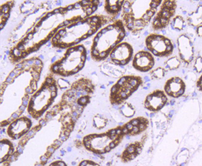 HSP60 Antibody in Immunohistochemistry (Paraffin) (IHC (P))