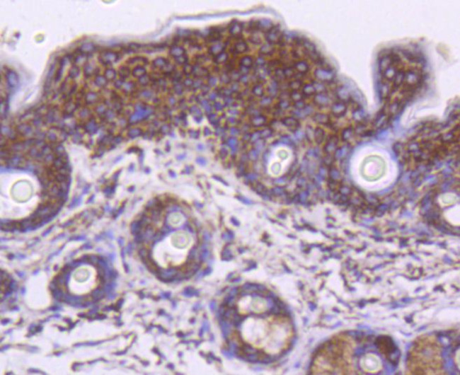 HSP60 Antibody in Immunohistochemistry (Paraffin) (IHC (P))