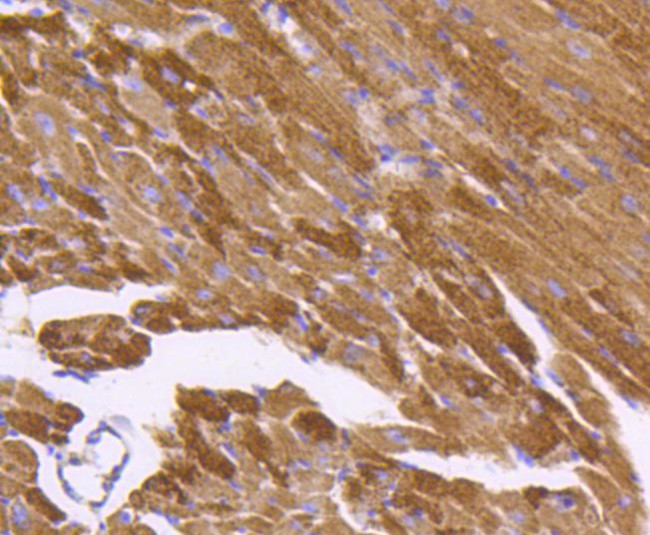 HSP60 Antibody in Immunohistochemistry (Paraffin) (IHC (P))