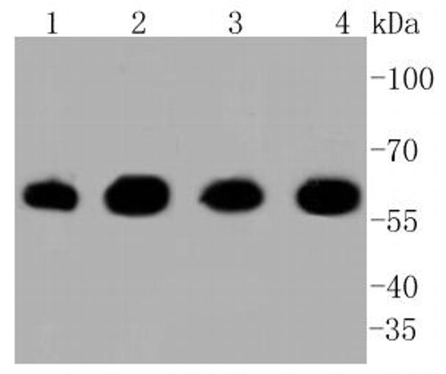 HSP60 Antibody in Western Blot (WB)