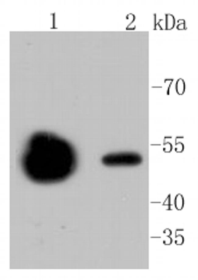 beta Tubulin 2,4 Antibody in Western Blot (WB)