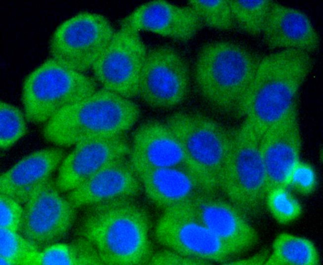 Phospho-MEK1 (Ser218, Ser222) Antibody in Immunocytochemistry (ICC/IF)