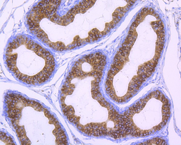 Cyclophilin B Antibody in Immunohistochemistry (Paraffin) (IHC (P))