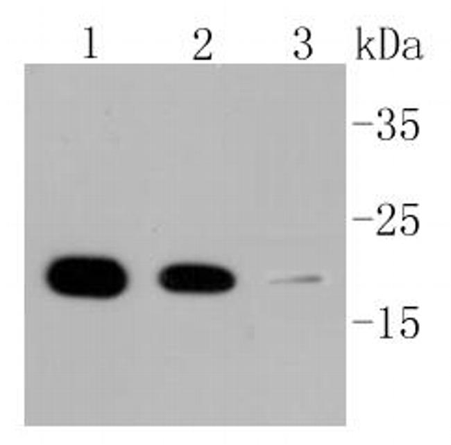 Cyclophilin B Antibody in Western Blot (WB)