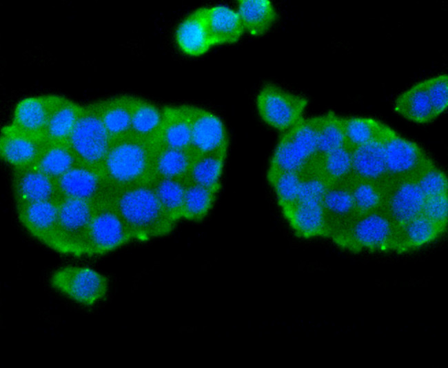 nNOS Antibody in Immunocytochemistry (ICC/IF)