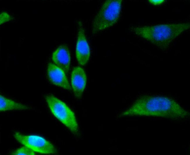 nNOS Antibody in Immunocytochemistry (ICC/IF)