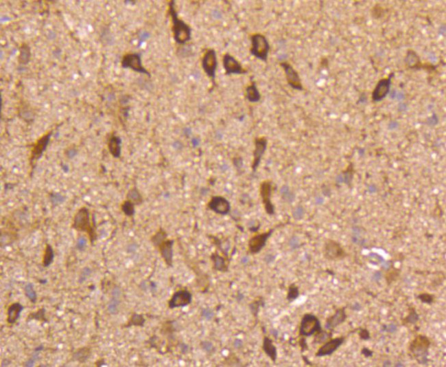 nNOS Antibody in Immunohistochemistry (Paraffin) (IHC (P))