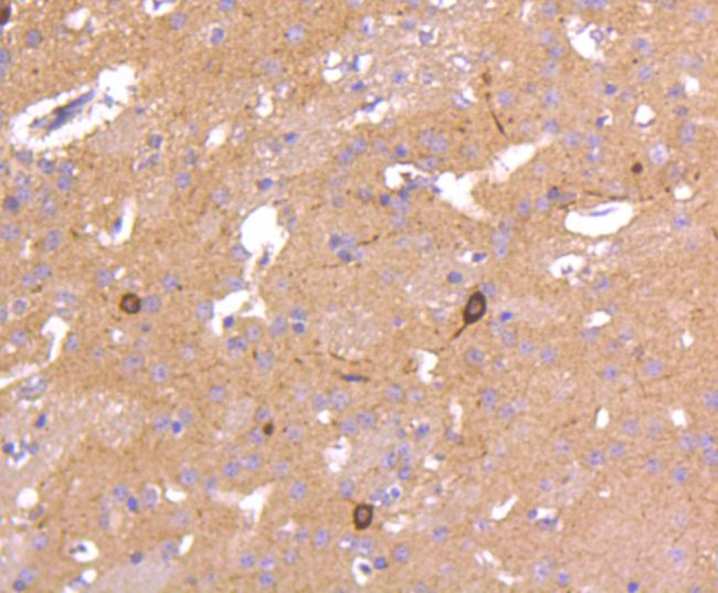 nNOS Antibody in Immunohistochemistry (Paraffin) (IHC (P))