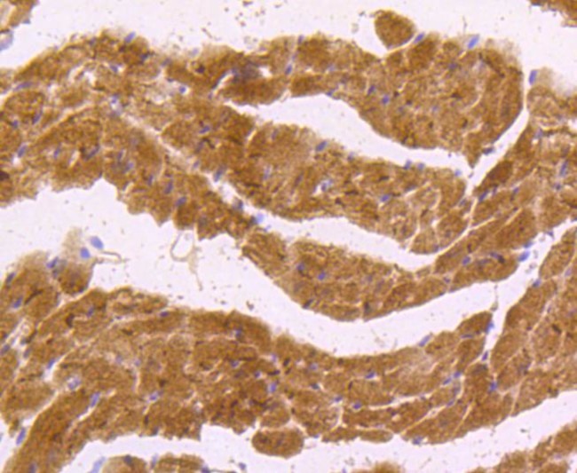 nNOS Antibody in Immunohistochemistry (Paraffin) (IHC (P))