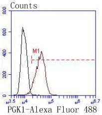 PGK1 Antibody in Flow Cytometry (Flow)