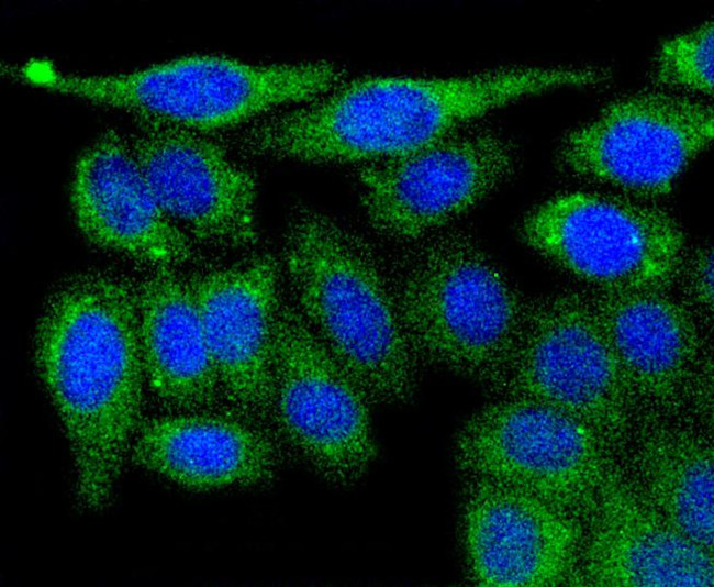 PGK1 Antibody in Immunocytochemistry (ICC/IF)