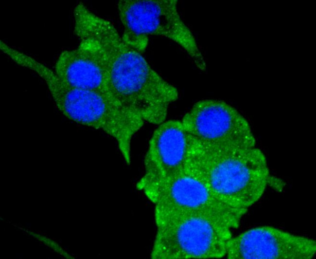 CD304 (Neuropilin-1) Antibody in Immunocytochemistry (ICC/IF)