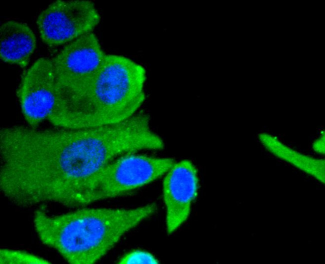 CD304 (Neuropilin-1) Antibody in Immunocytochemistry (ICC/IF)