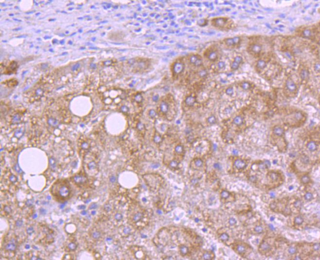 HTRA2 Antibody in Immunohistochemistry (Paraffin) (IHC (P))