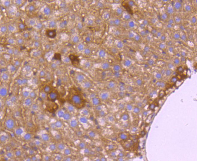 HTRA2 Antibody in Immunohistochemistry (Paraffin) (IHC (P))