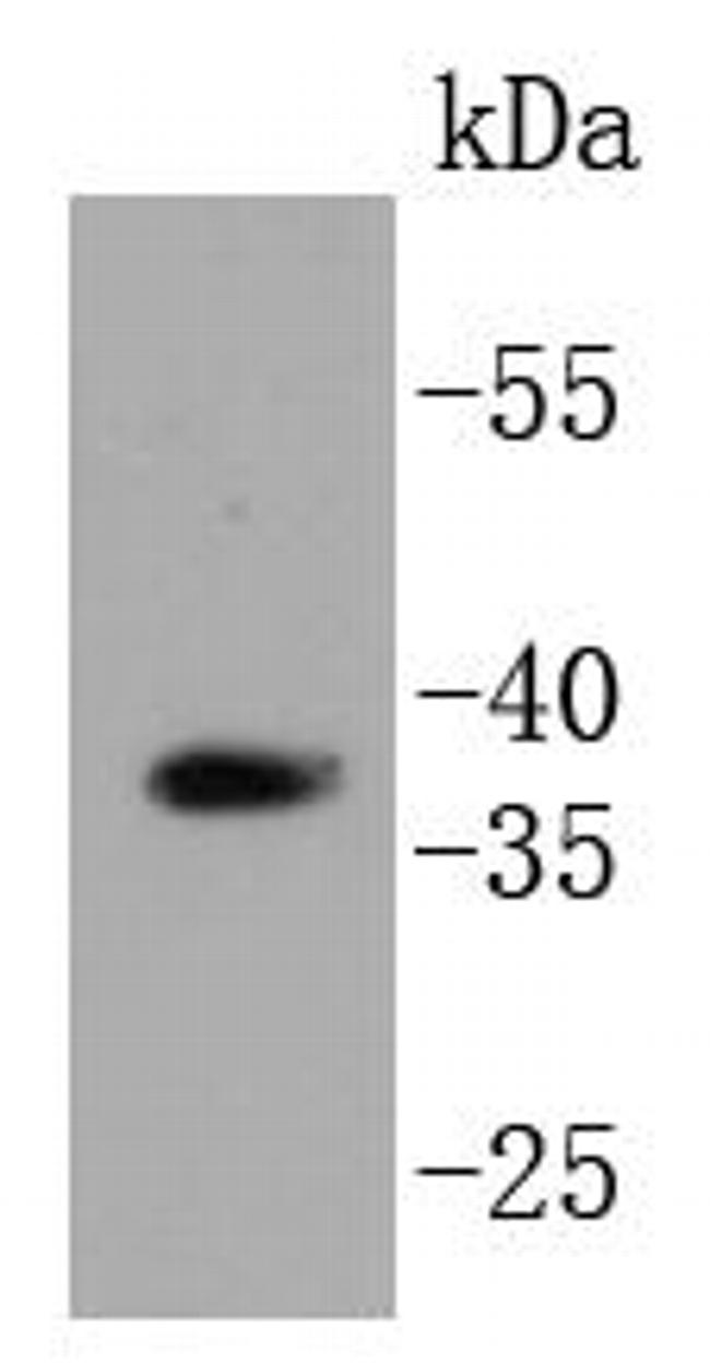 HTRA2 Antibody in Western Blot (WB)