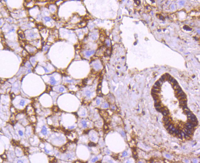 Sodium Potassium ATPase Antibody in Immunohistochemistry (Paraffin) (IHC (P))