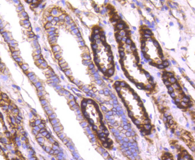 Sodium Potassium ATPase Antibody in Immunohistochemistry (Paraffin) (IHC (P))