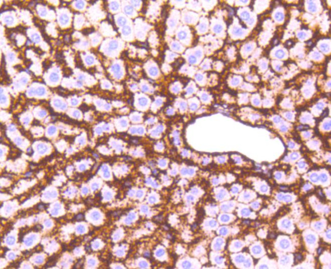 Sodium Potassium ATPase Antibody in Immunohistochemistry (Paraffin) (IHC (P))