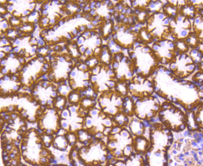 Sodium Potassium ATPase Antibody in Immunohistochemistry (Paraffin) (IHC (P))