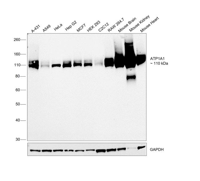 Sodium Potassium ATPase Antibody in Western Blot (WB)