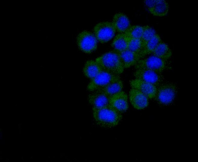 Musashi-2 Antibody in Immunocytochemistry (ICC/IF)