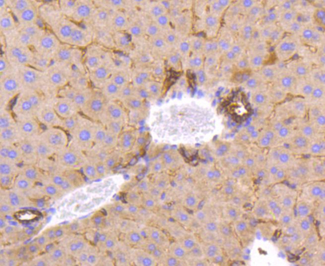 Musashi-2 Antibody in Immunohistochemistry (Paraffin) (IHC (P))