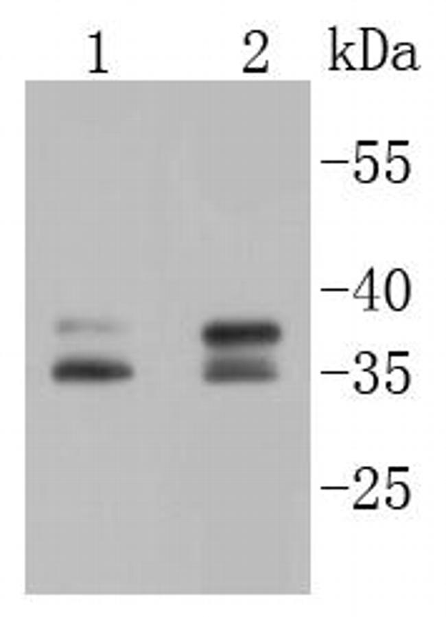 Musashi-2 Antibody in Western Blot (WB)