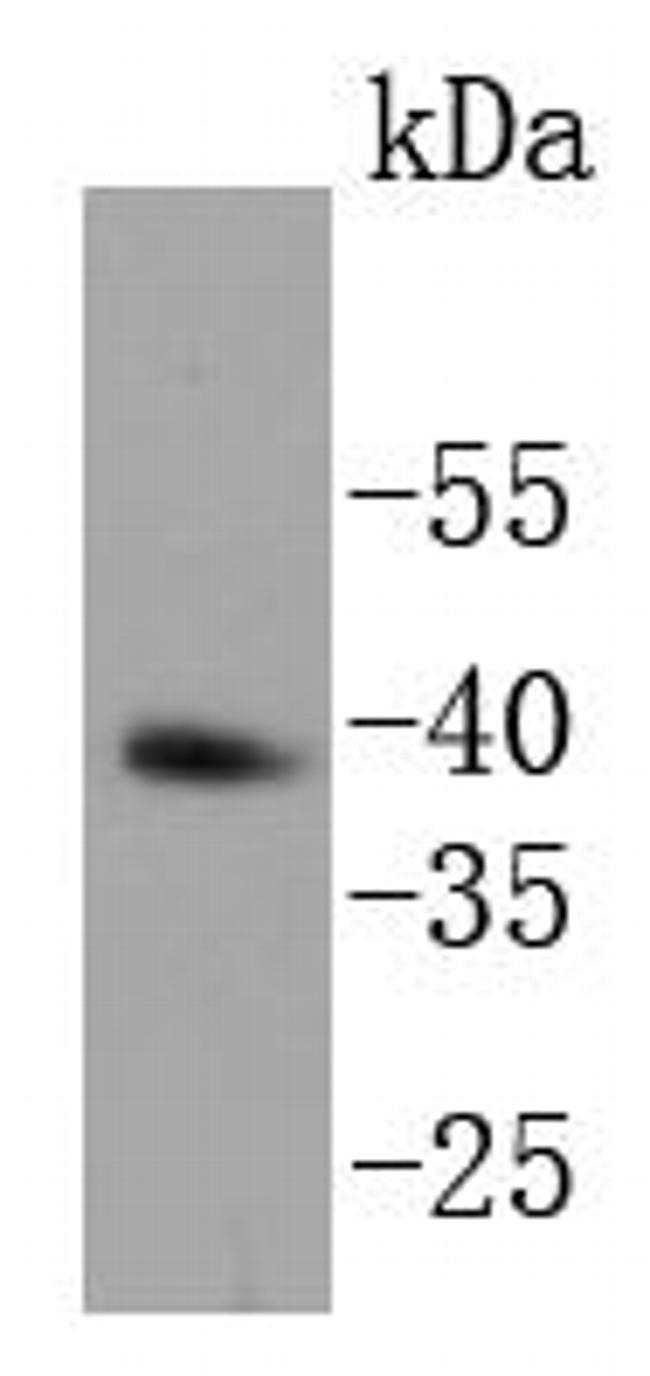 Nanog Antibody in Western Blot (WB)